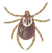 types of ticks 3
